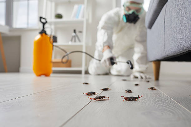 Commercial Rodent Management in Long View